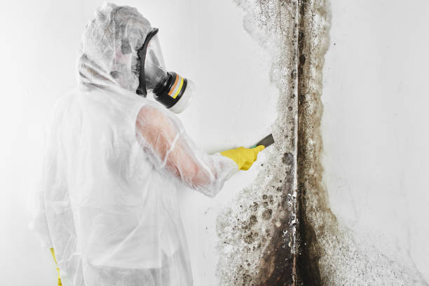 Environmental Consulting for Mold Prevention in Granby, CO